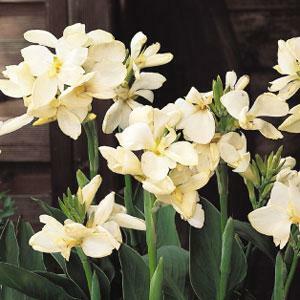 Canna-Red Tropical Green Leaf Seeds