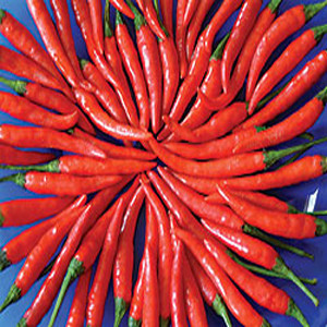 Cayenne Hot Long Red Chili Pepper