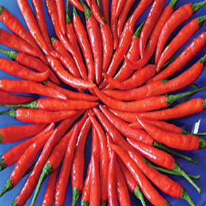 Cayenne Hot Long Red Chili Pepper