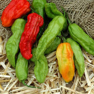 Bhut Jolokia (Ghost Pepper) Hot Chili Pepper