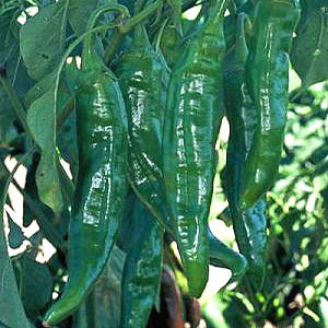 NuMex Joe Parker Anaheim Chili Pepper