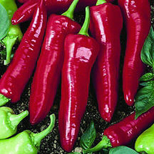NuMex Big Jim Anaheim Chili Pepper