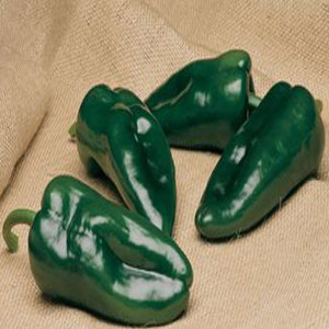 Tiburon Poblano Chili Pepper