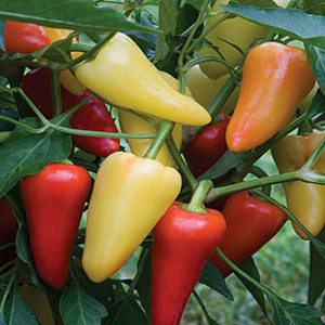 Santa Fe Grande Chili Pepper