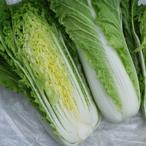 Michihili Chinese Cabbage