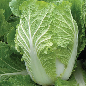 Rubicon Chinese Cabbage