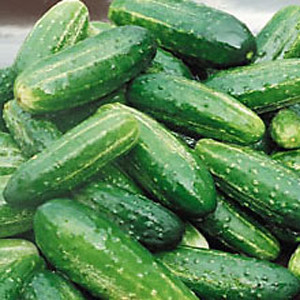 Bush Pickle Cucumber