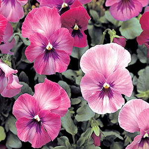 Nature Rose Pink Pansy