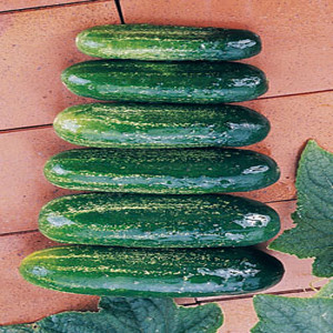 Homemade Pickle Cucumber