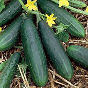 Patio Snacker Cucumber