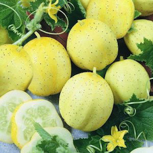 Lemon Cucumber Seeds