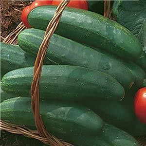 Bush Crop-Slicer- Cucumber