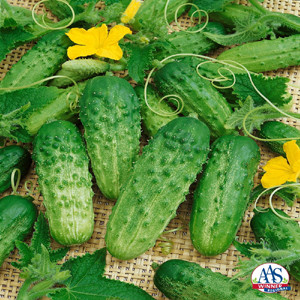 Pick A Bushel Pickle Cucumber