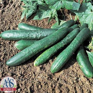 Sweet Success Pickle Cucumber