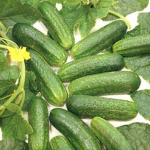 Adam Gherkin Pickling Cucumber