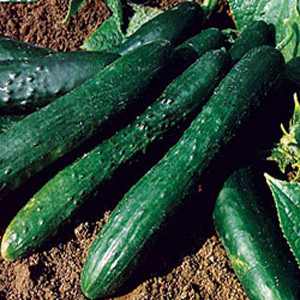 Sweet Slice Slicing Cucumber