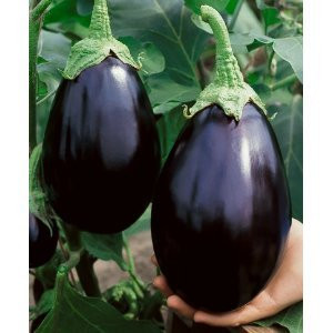 Black Beauty Eggplant