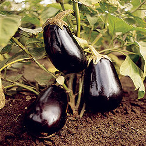 Dusky Eggplant