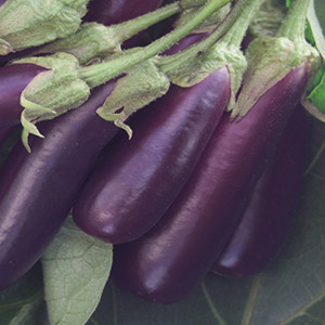 Hansel Eggplant