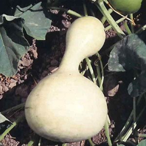 Birdhouse Gourd