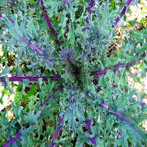 Kale Red Russian