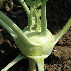 Kohlrabi Winner