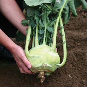 Kohlrabi Kossak