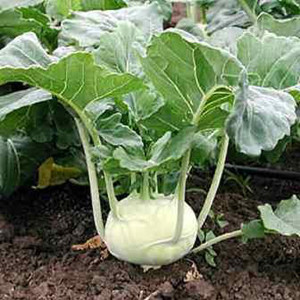 Kohlrabi White Vienna