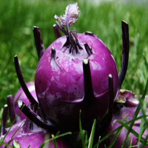 Kohlrabi Purple Vienna