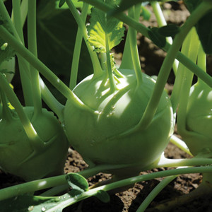 Kohlrabi Korridor