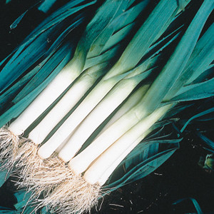 Tadorna Leek