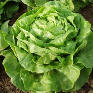 Lettuce Buttercrunch