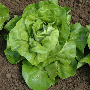 Lettuce Harmony