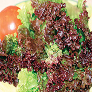 Lettuce Red Sails