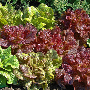 Lettuce Philosopher's Mix