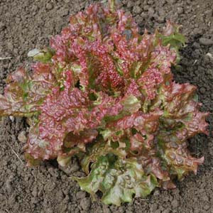 Lettuce New Red-Fire