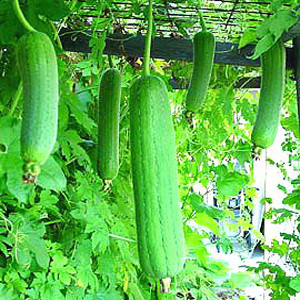 Luffa Gourd Edible Smooth Boy