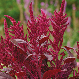 Velvet Curtains Amaranthus Seeds