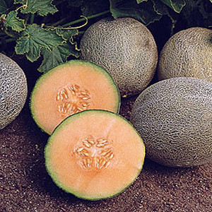 Ambrosia Melon Muskmelon