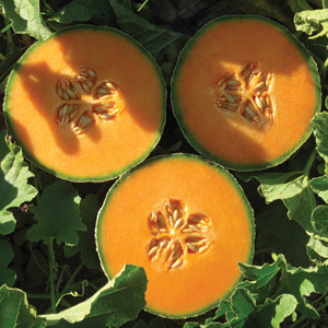 Lilliput Cantaloupe Melon