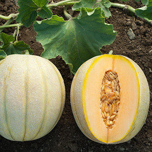 Halona Cantaloupe Melon