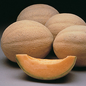 Athena Cantaloupe Melon