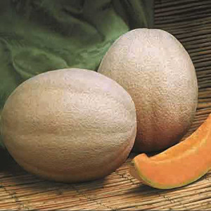 Aphrodite Cantaloupe Melon