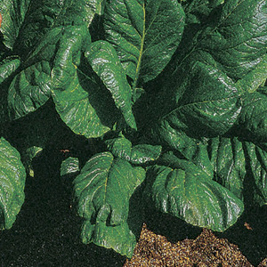 Savanna Mustard Greens