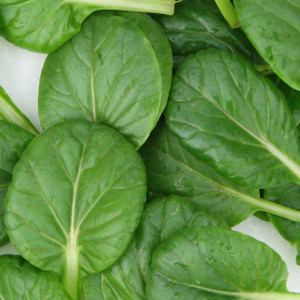 Tat-Soi Organic Asian Mustard Greens