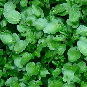 Watercress Greens