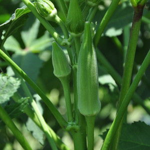 Louisiana Green Velvet Okra