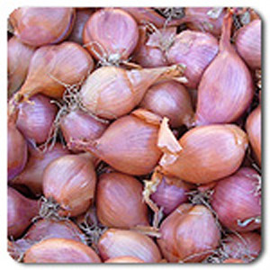 Organic Shallot Conservor Shallot