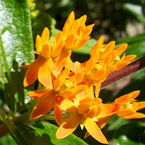 A Monarchs Butterflyweed Wildflower