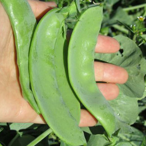 Oregon Giant Snow Sugar Pea